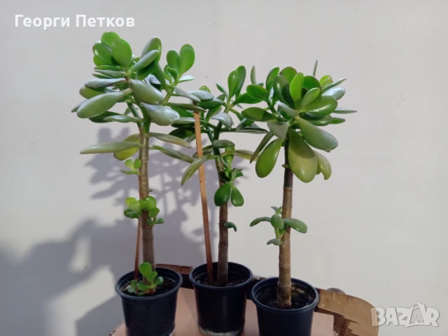 Дървото на живота-Красула. Стайно цвете, снимка 6 - Стайни растения - 50747828