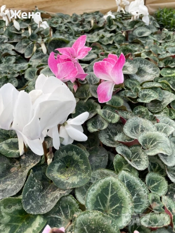 Уникална циклама ТОП !!!, снимка 6 - Градински цветя и растения - 53357012