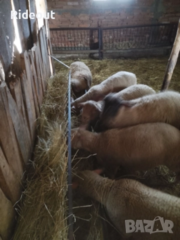 Агнета (Шилета) 10лв/кг, снимка 2 - Овце - 51962893