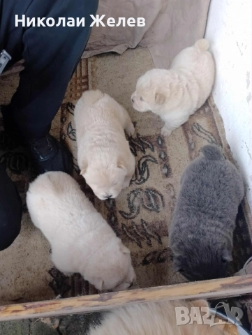 Кученца чау чау родени на 17.10