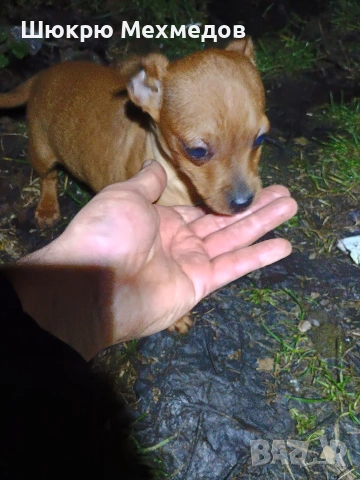 Мъжко пинчер с ваксини и паспорт, снимка 10 - Пинчер - 52649997