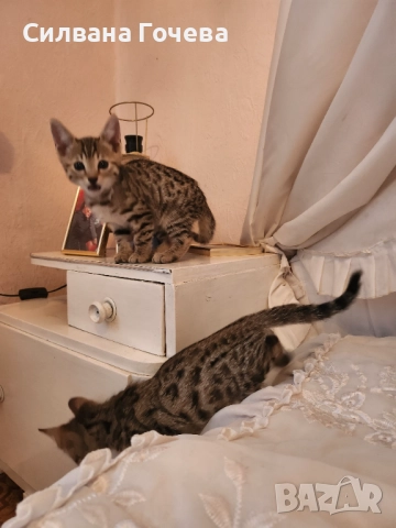 Бенгалска котка , снимка 7 - Бенгалски - 52083006