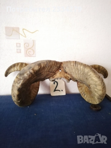 Стари трофейни рога и сувенири изработени от рога, снимка 9 - Антикварни и старинни предмети - 52574037
