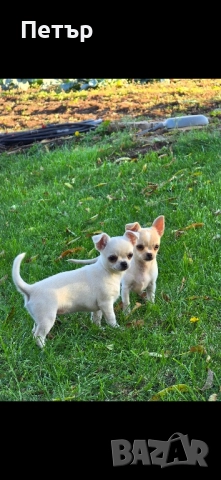 чихуахуа момче и момиче