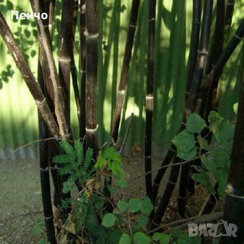 100 бр бамбукови семена от черен бамбук Black Bamboo растение декорация за двора и градината, снимка 11 - Стайни растения - 28091310