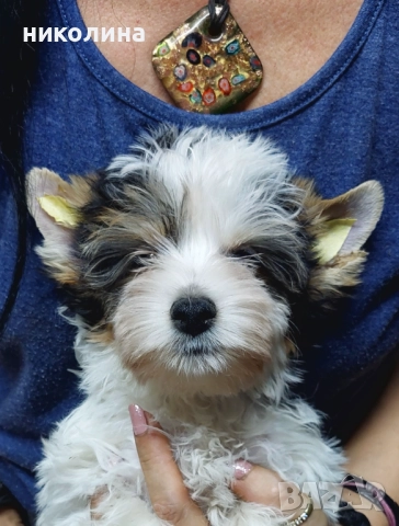 Продавам Йоркширски териер , снимка 2 - Йоркширски териер - 52706932