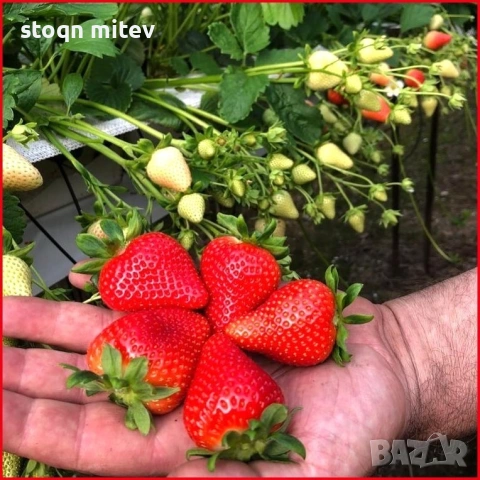 целогодилшен разсад ягоди , снимка 9 - Разсади - 53540955