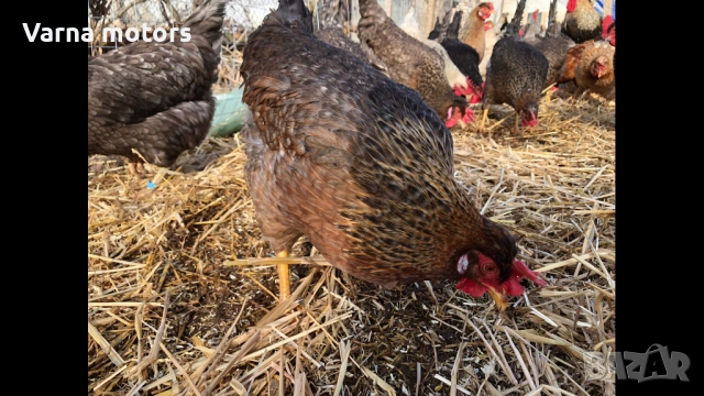 Новопронесли кокошки носачки, снасящи цветни яйца 6  МЕСЕЧНИ, снимка 12 - Кокошки и пуйки - 53043969