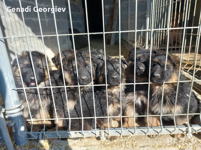 немски овчарки