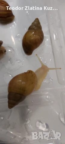 Африкански охлюви Ахатина, снимка 3 - Други - 50553501