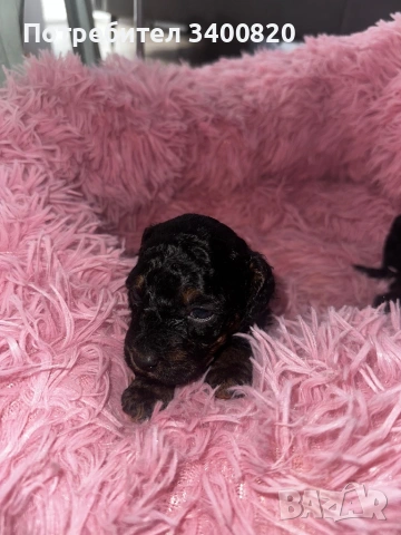 Той пуделчета, снимка 2 - Други - 53181851