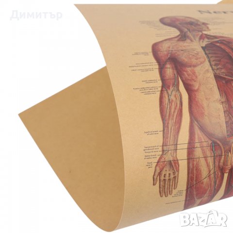 Постер постери плакат Нервна система 42/29см., снимка 7 - Декорация за дома - 39939346