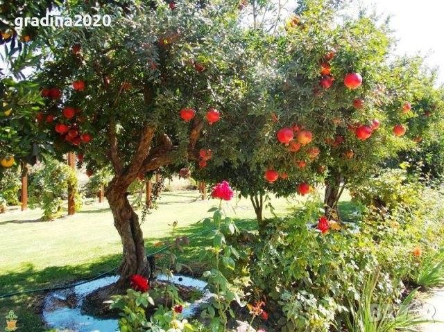 Нар  Студоустойчив  -  Самоопрашващ и  Студоустойчив, снимка 3 - Градински цветя и растения - 27194204