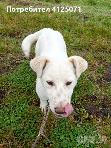Подарявам бяло кученце, снимка 5 - Други - 53542153