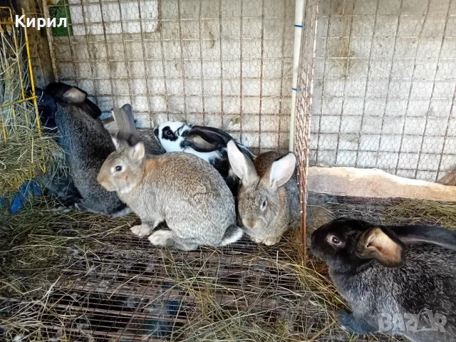 Зайци, снимка 3 - Други животни - 48005558