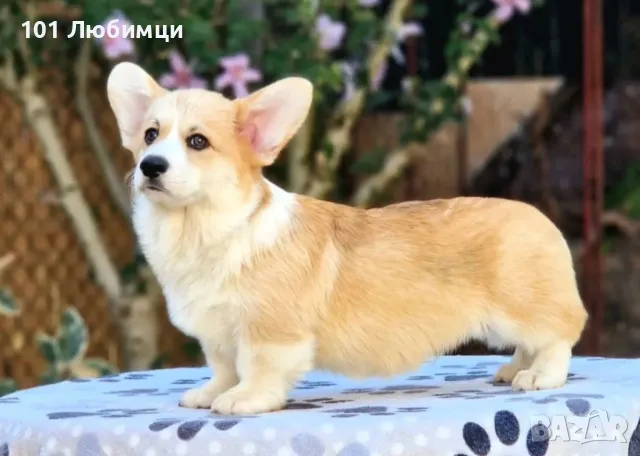 Уелско Корги , снимка 5 - Други - 47446086