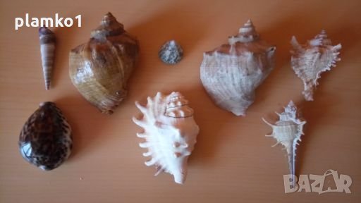 Охлюви Рапани