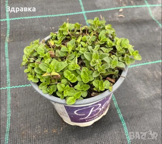   МЕНТА БОСИЛЕК РИГАН 