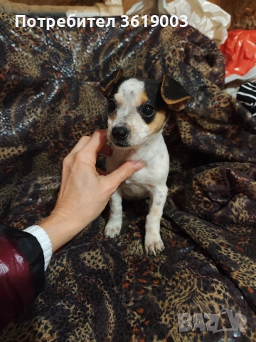 Пинчер , снимка 3 - Пинчер - 52787653