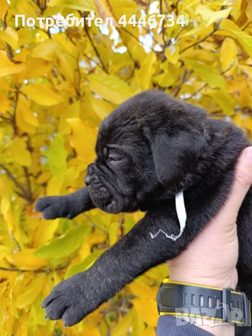 Кане Корсо кученца, снимка 5 - Кане корсо - 52353371