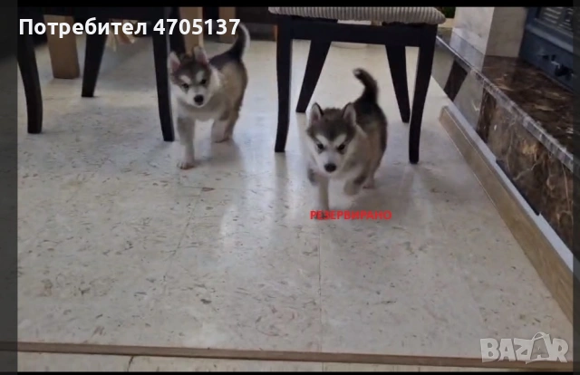 Прекрасен малък Аляски маламут търси своето семейство., снимка 5 - Хъски - 53056210
