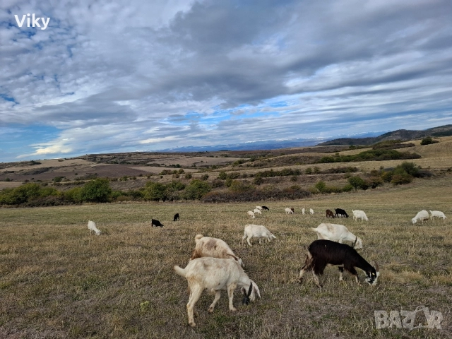 ярета на свободна паша, снимка 3 - Кози - 51962195
