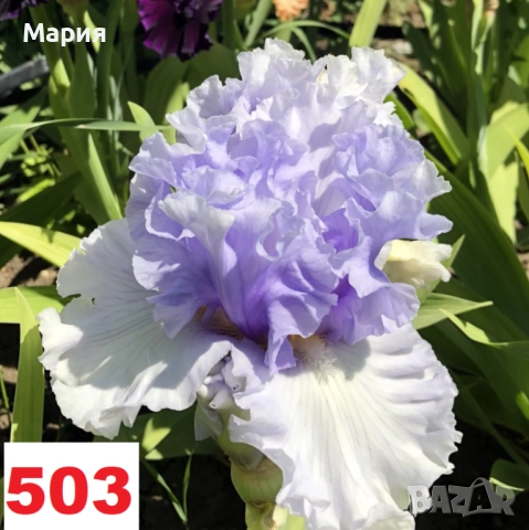 Сортови вискоки ириси /брадати ириси, снимка 7 - Сортови семена и луковици - 46410730