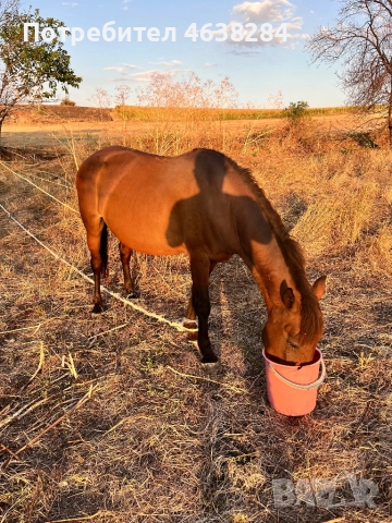 Кобила и Женско муле