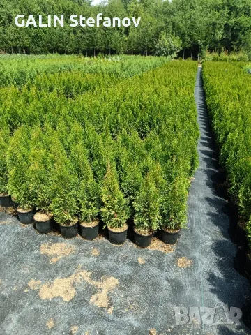 туя смарагд 50 см , снимка 2 - Камериерки - 49684490