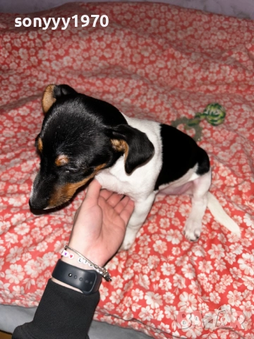 кутре за коледа-джак ръсел 0912250721, снимка 4 - Джак ръсел териер - 52702245