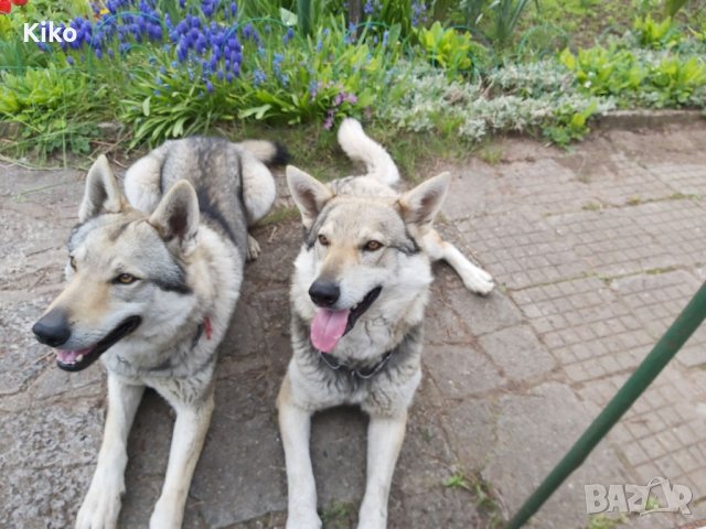 Чехословашки вълчак - малки кученца, снимка 2 - Други - 43527173