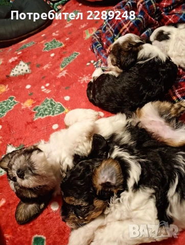 йоркширски териер бивер , снимка 4 - Йоркширски териер - 53281562