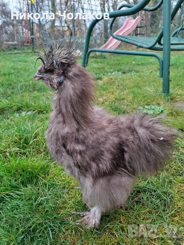 Американски копринки , снимка 6 - Кокошки и пуйки - 52953743