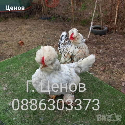 Чифтове струмски бантам, снимка 10 - други­ - 49315454