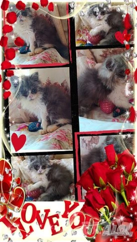  Ваксинирани персийски дългокосмести многоцветни принцове,ЕС паспорт,микрочип домашни любимци!, снимка 11 - Персийска - 37675567