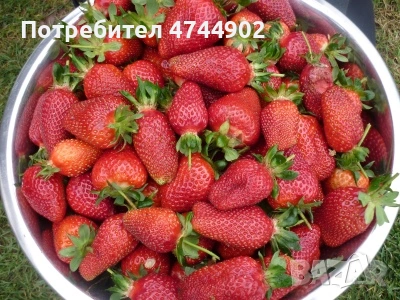 Prodavam razsad qgodi celogodishen sort Белруби, снимка 2 - Разсади - 53576682