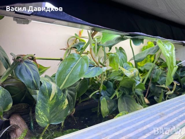 Растения надводни и водни , снимка 2 - Оборудване за аквариуми - 50672676