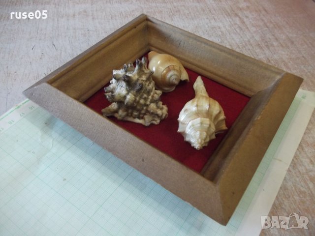 Раковини в дървена рамка - 3, снимка 6 - Други ценни предмети - 35626464