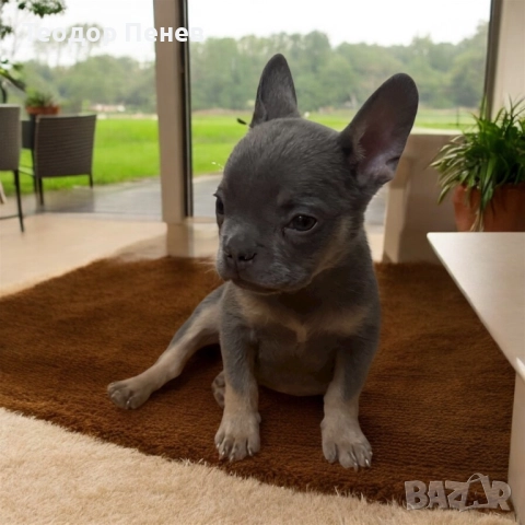 Френски Булдог Лилак Тан , снимка 1