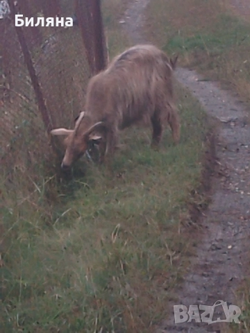 Млад пръч и коза с вити рога, снимка 2 - Кози - 51277367