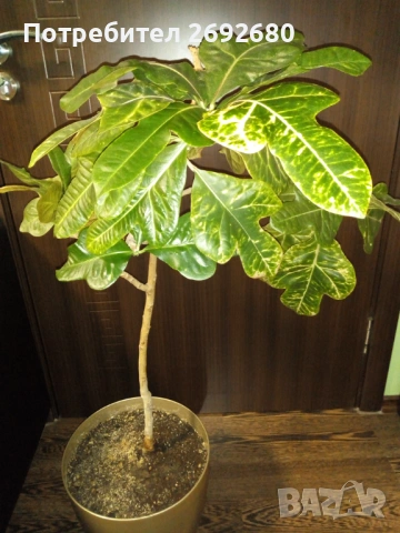 Планински кротон -1метър/15годишен/няколко разклонения , снимка 8 - Стайни растения - 44861352