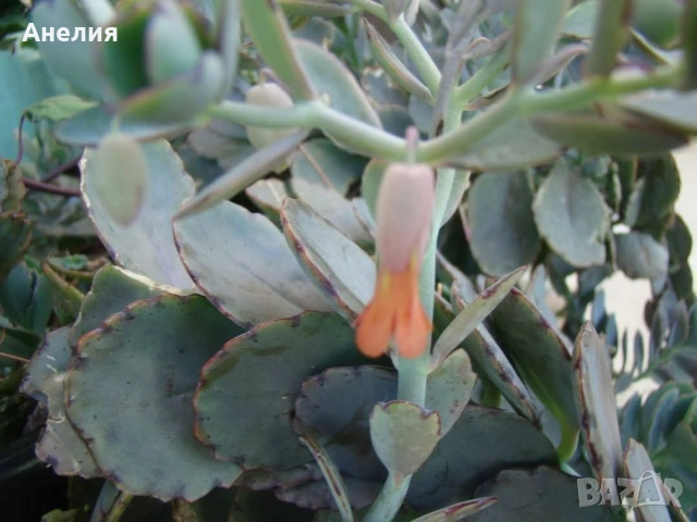 Каланхое с оранжеви камбанки