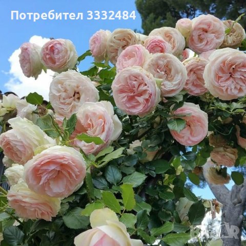 Роза 99 - на гол корен, снимка 1 - Градински цветя и растения - 43273209