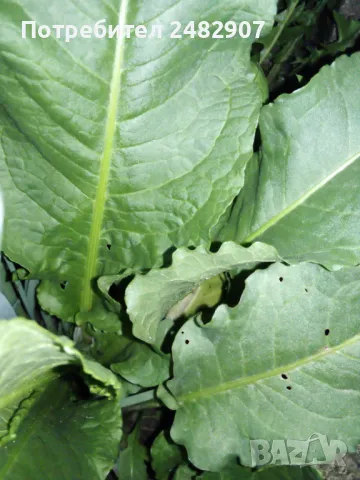 Листа от пресен лапад/щавляк - кг, снимка 1