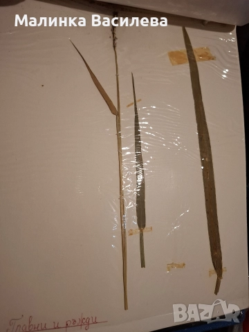 Хербарии, снимка 6 - Декорация за дома - 52879623