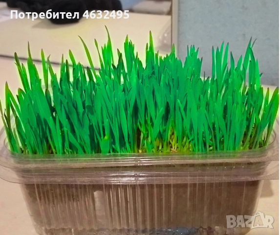 Продавам трева за котки 6 лв. със доставката за град Варна., снимка 2 - За котки - 52175628