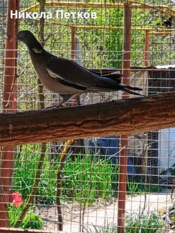 Гривеци , снимка 3 - други­ - 52127132