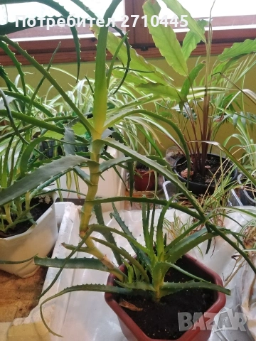 ЛЕЧЕБНО АЛОЕ ВЕРА и Дървовидно алое, снимка 8 - Стайни растения - 30210195