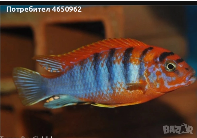 Аквариумни риби, африкански цихлиди от езерото Малави, снимка 4 - Рибки - 52414237