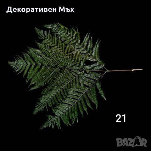 Стабилизирани естествени растения и листа - декорация, украса, арт., снимка 16 - Декорация за дома - 31836958